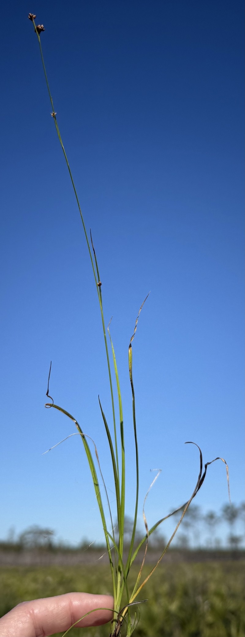 Rhynchospora globularis var. pinetorum