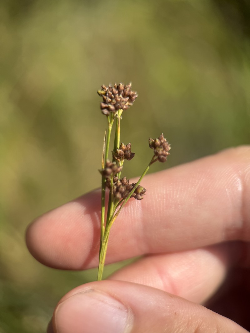 Rhynchospora globularis var. pinetorum photo 2