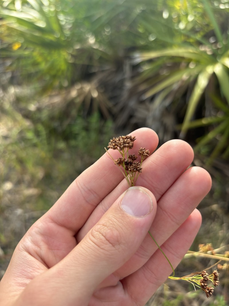 Rhynchospora globularis var. pinetorum photo 3