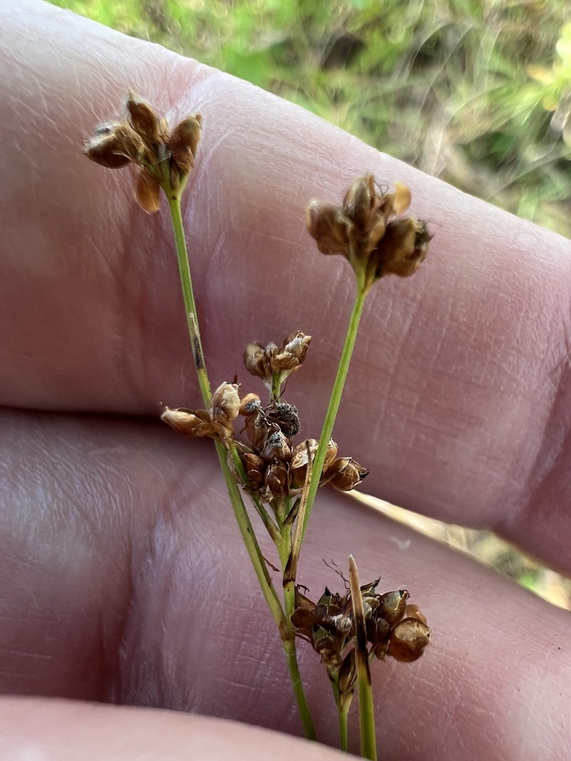 Rhynchospora globularis var. pinetorum photo 4
