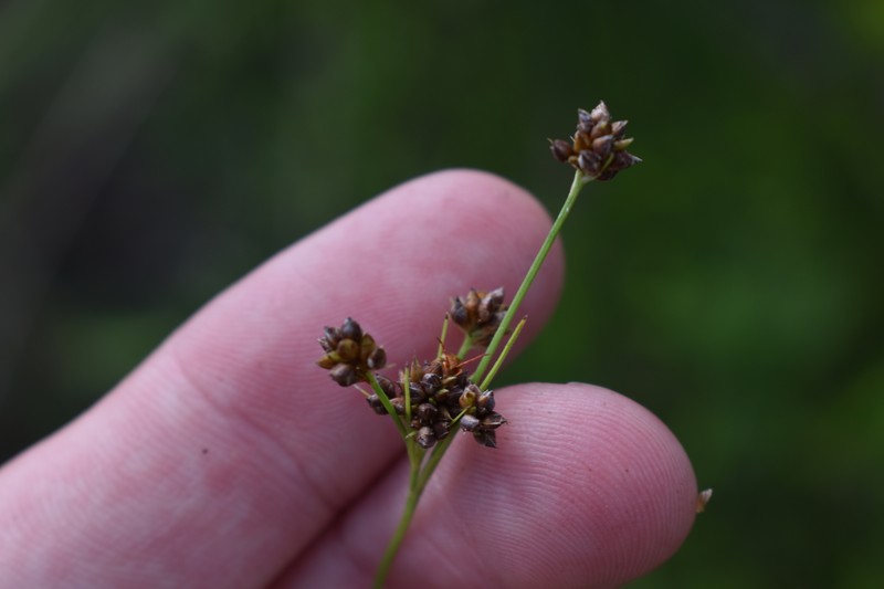 Rhynchospora globularis var. pinetorum photo 6
