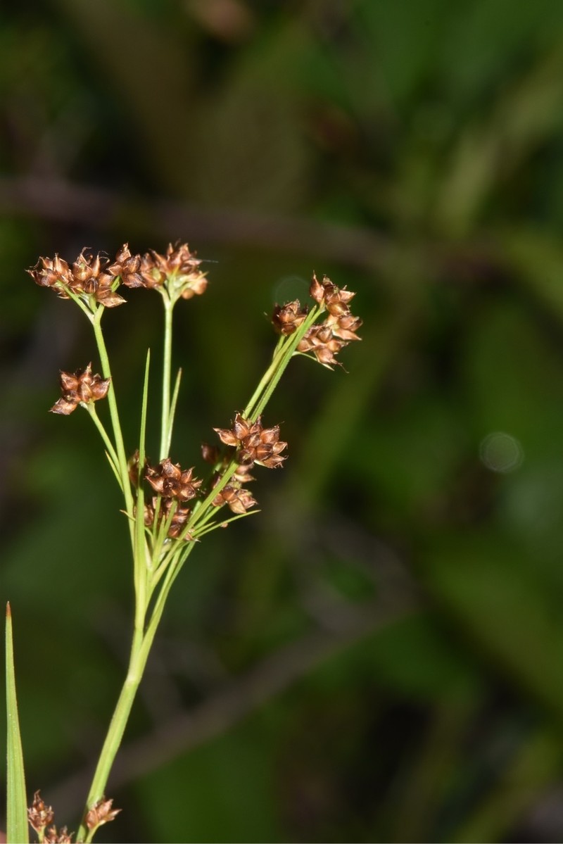 Rhynchospora globularis var. pinetorum photo 8