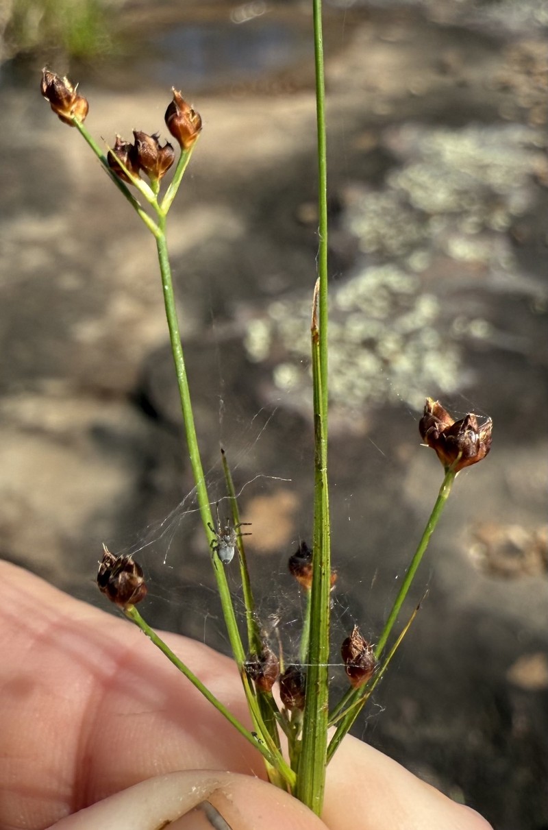 Rhynchospora globularis var. saxicola