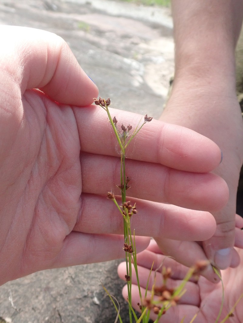 Rhynchospora globularis var. saxicola photo 2