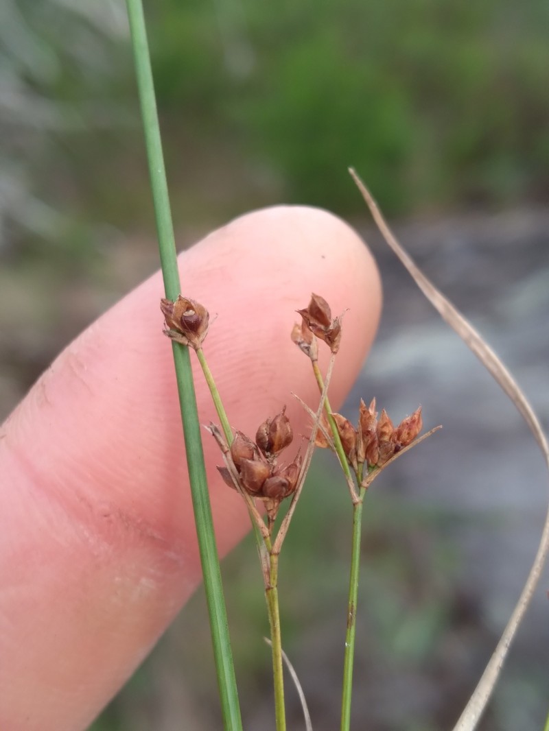 Rhynchospora globularis var. saxicola photo 3