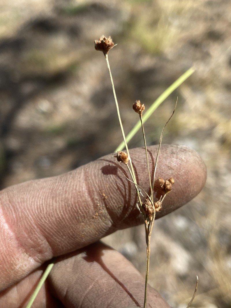 Rhynchospora globularis var. saxicola photo 4