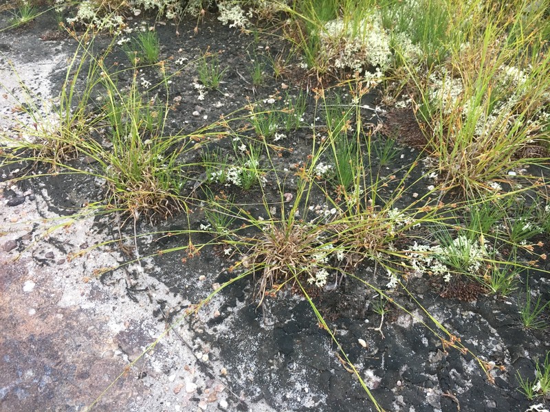 Rhynchospora globularis var. saxicola photo 5