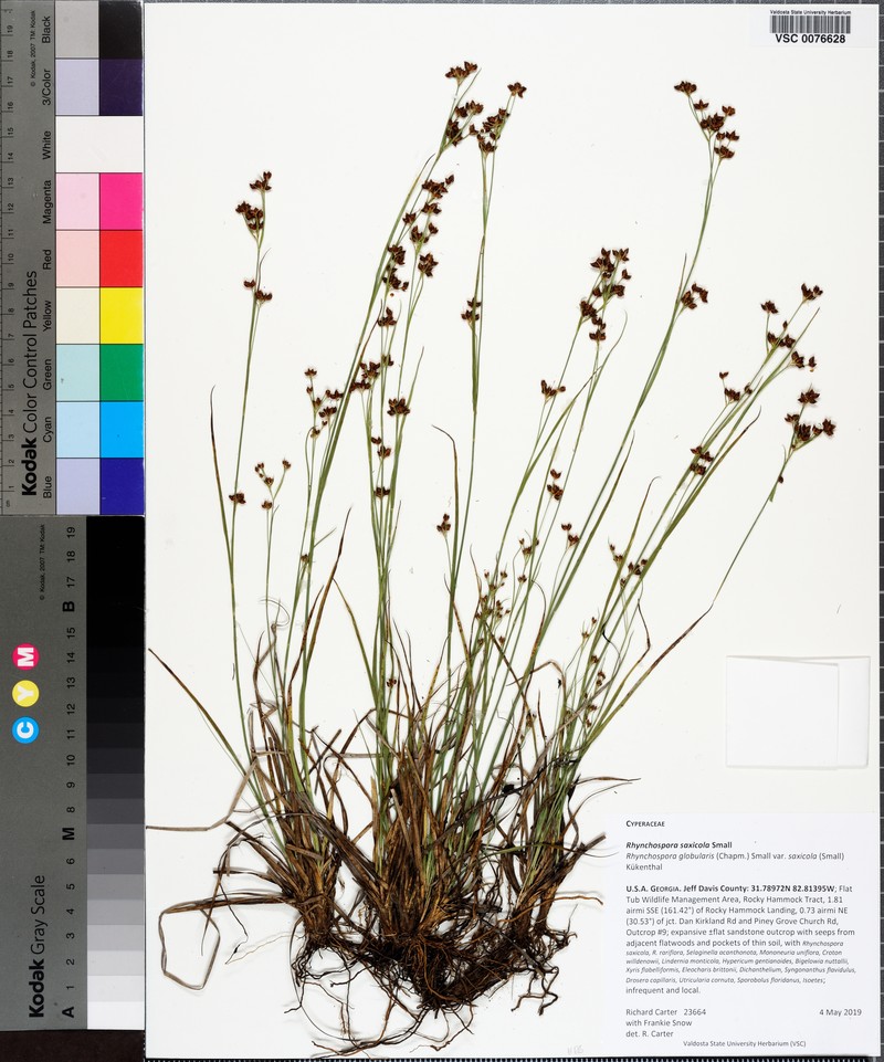 Rhynchospora globularis var. saxicola photo 6