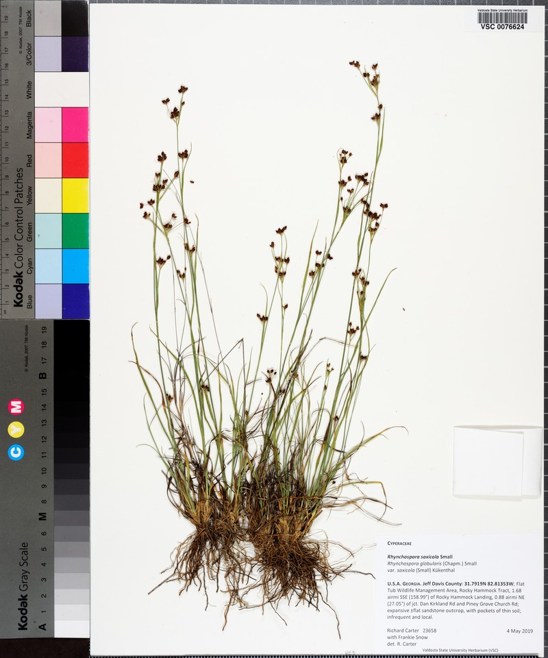 Rhynchospora globularis var. saxicola photo 7