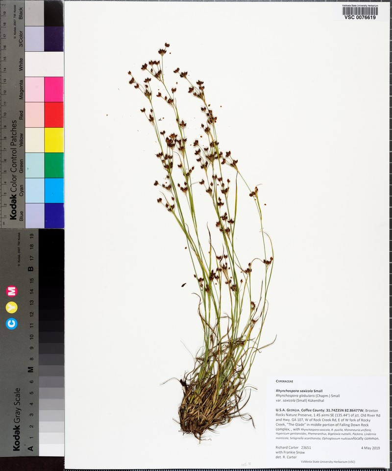 Rhynchospora globularis var. saxicola photo 8