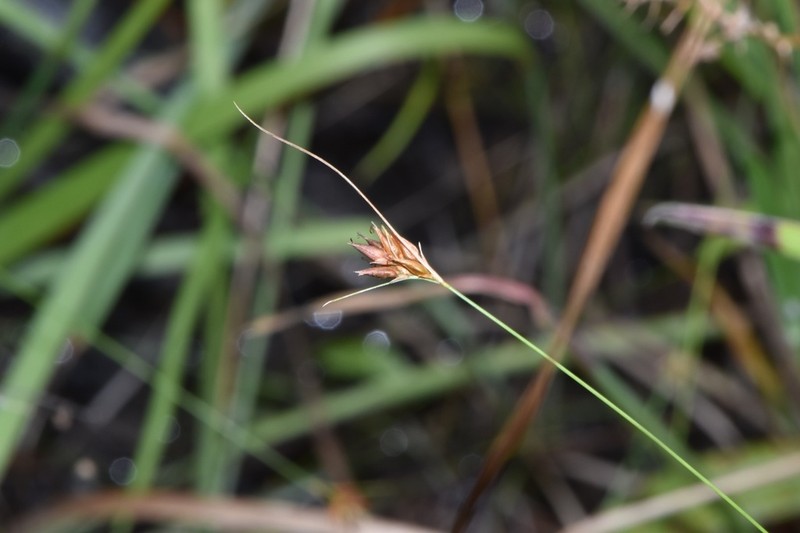 Slender Beaksedge photo 2