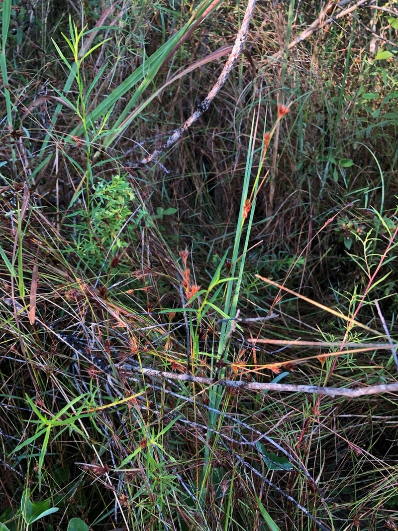 Slender Beaksedge photo 3
