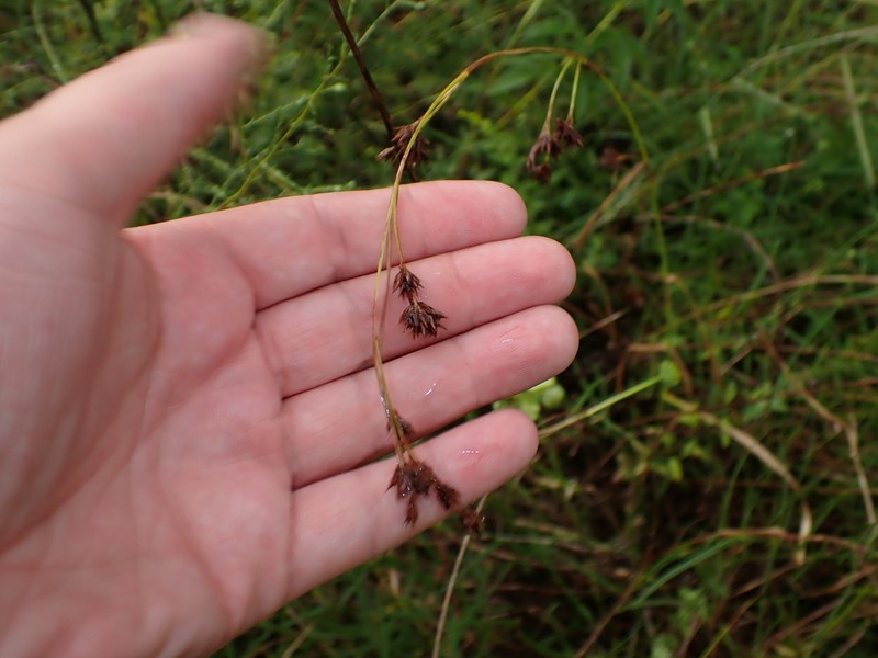 Slender Beaksedge photo 4
