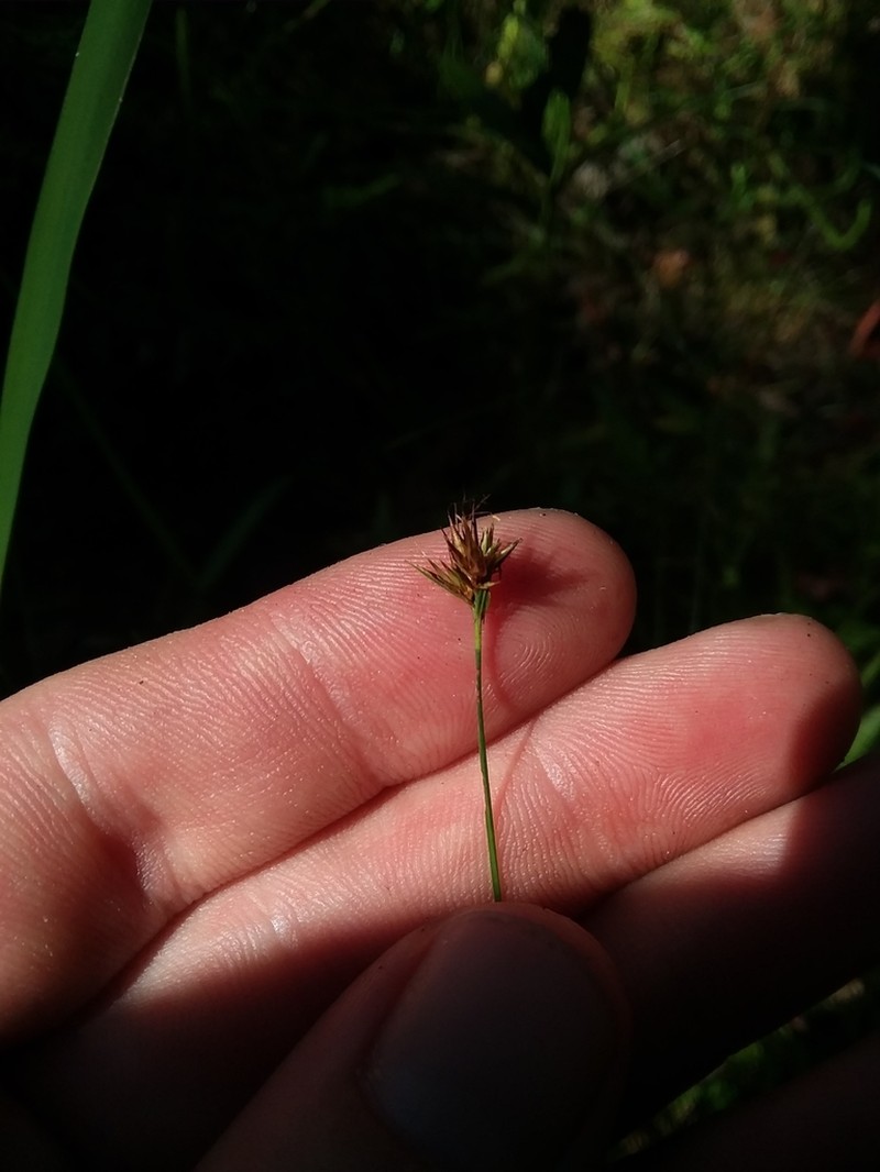 Slender Beaksedge photo 7