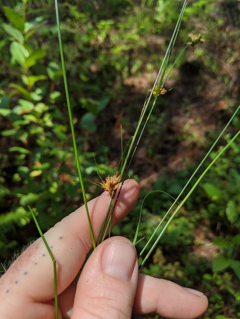 Slender Beaksedge photo 8