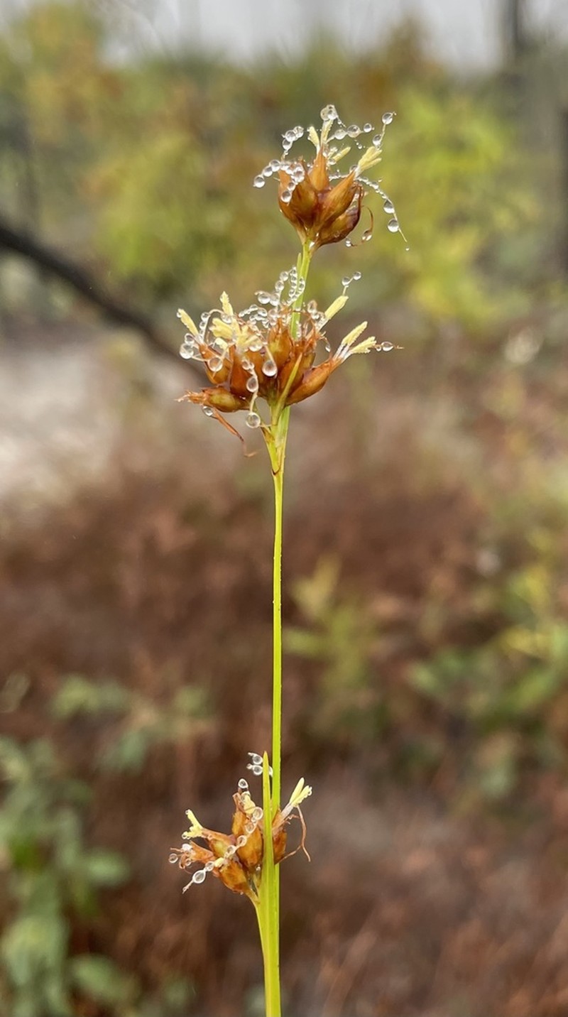 Gray's Beaksedge photo 4