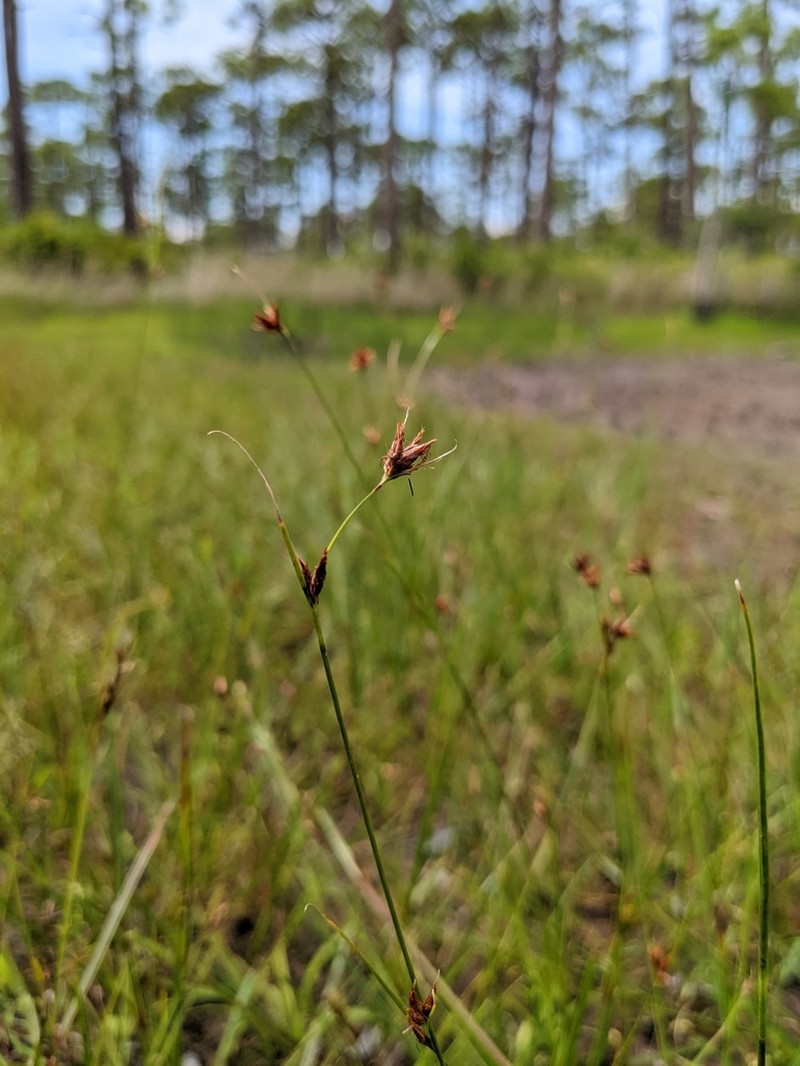 Harper's Beaksedge photo 2