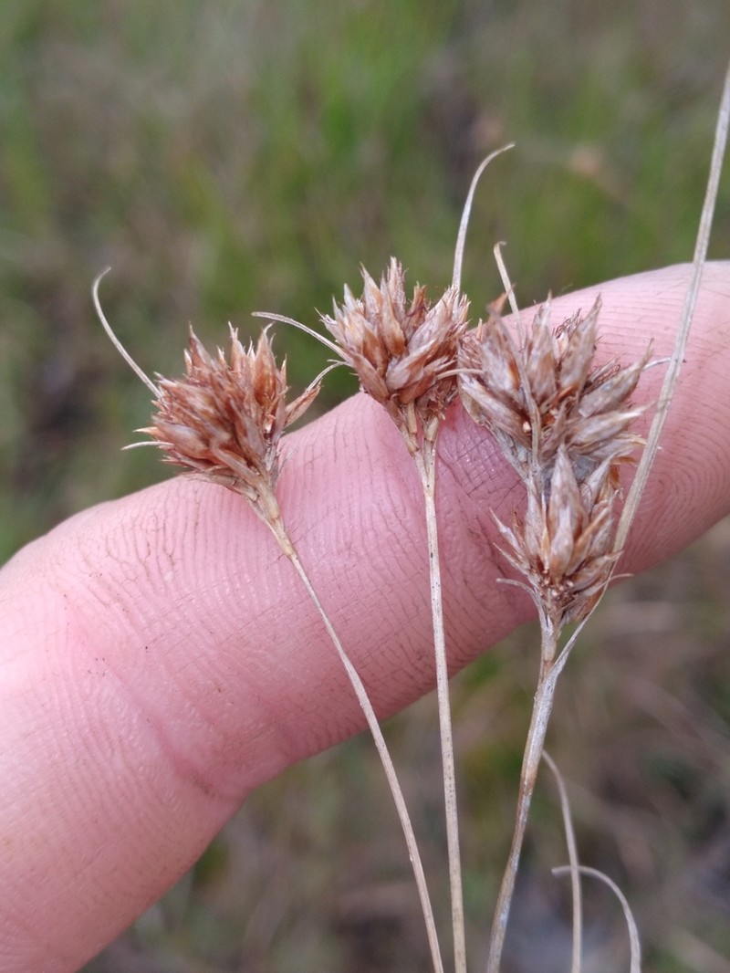 Harper's Beaksedge photo 7