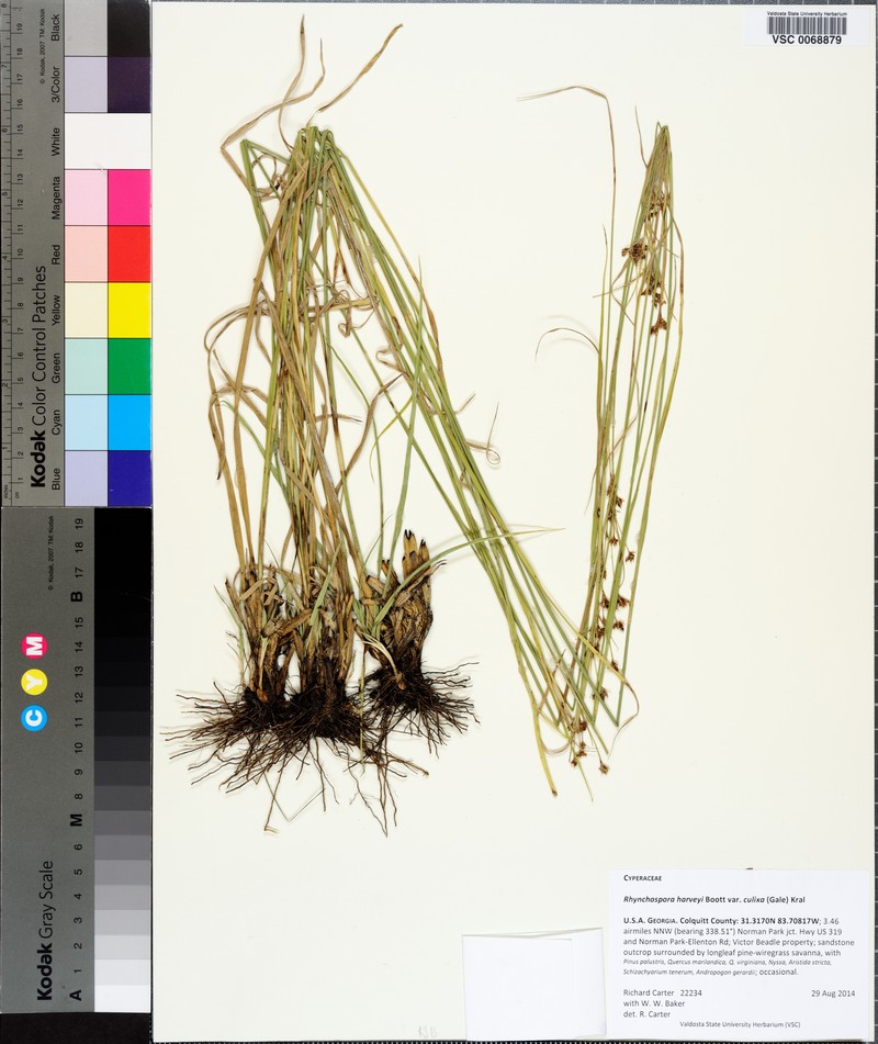 Rhynchospora harveyi var. culixa