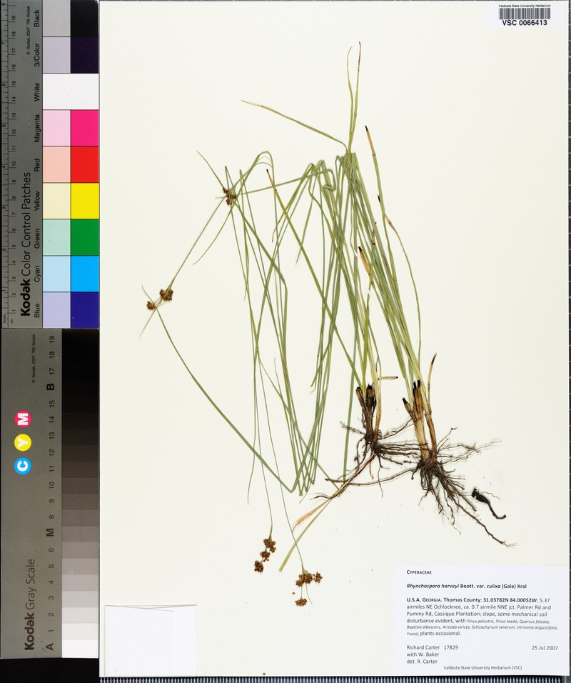 Rhynchospora harveyi var. culixa photo 2