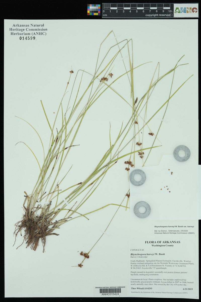 Rhynchospora harveyi var. harveyi photo 2