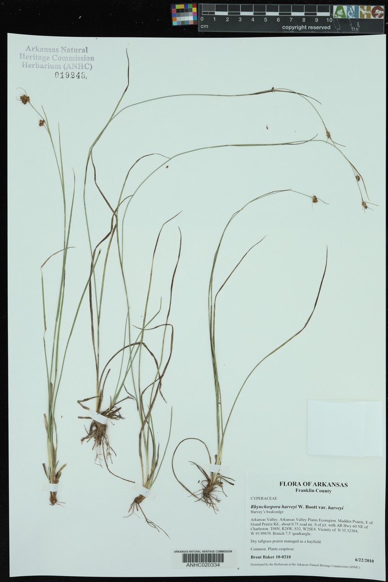 Rhynchospora harveyi var. harveyi photo 3