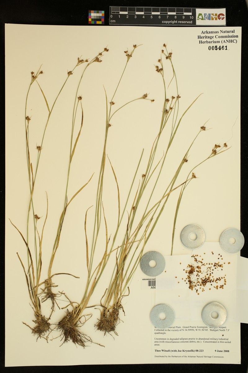 Rhynchospora harveyi var. harveyi photo 4