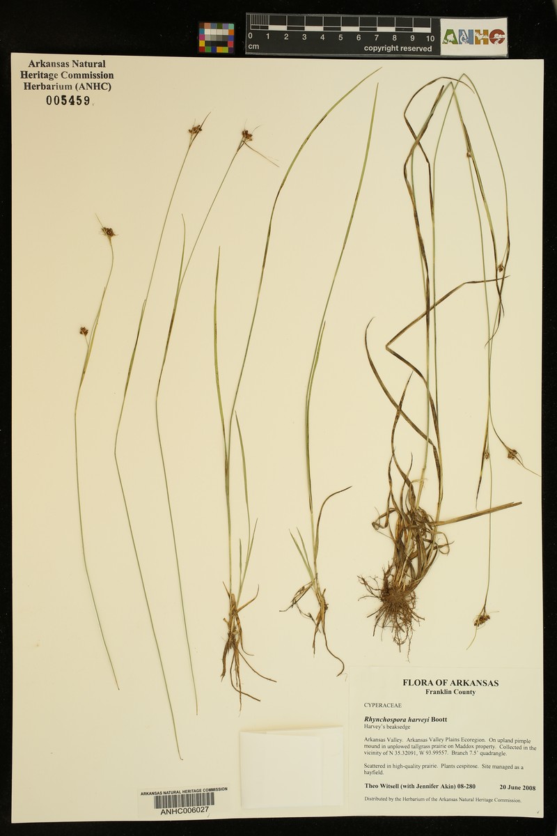 Rhynchospora harveyi var. harveyi photo 5