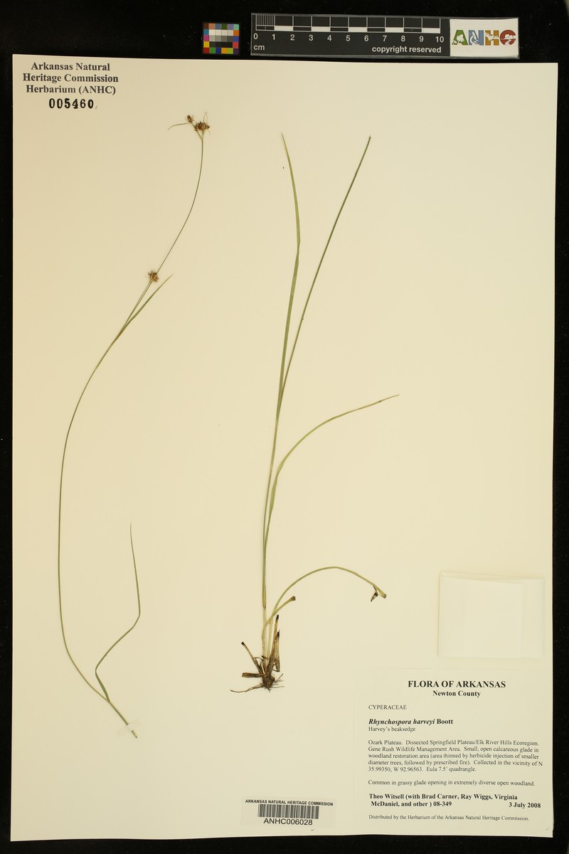 Rhynchospora harveyi var. harveyi photo 6
