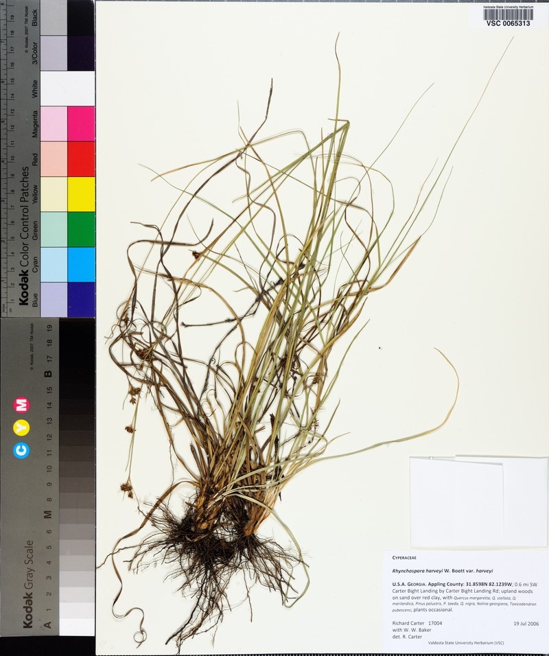 Rhynchospora harveyi var. harveyi photo 7
