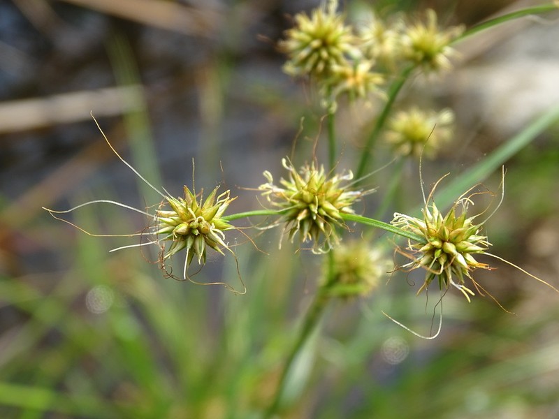 Fly Beaksedge photo 3