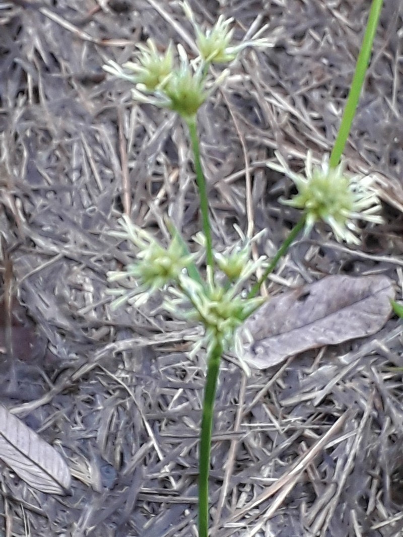 Fly Beaksedge photo 7