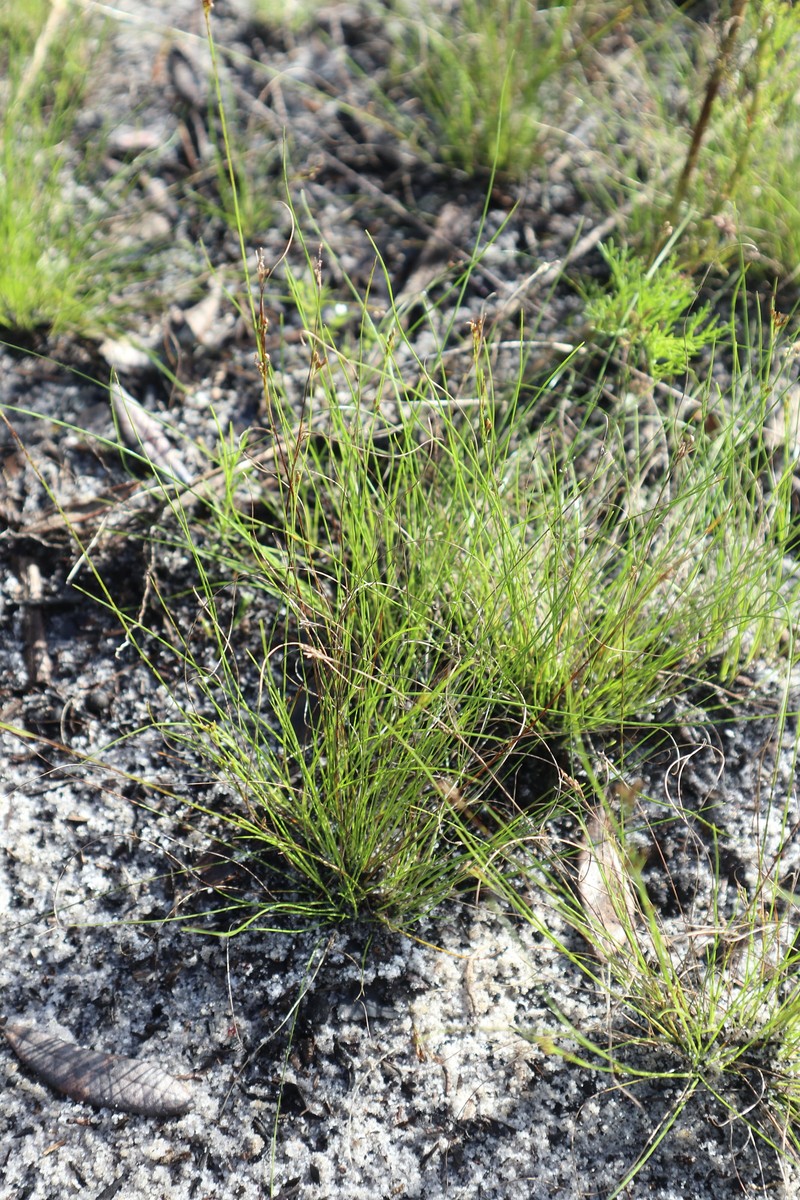 Rhynchospora intermixta