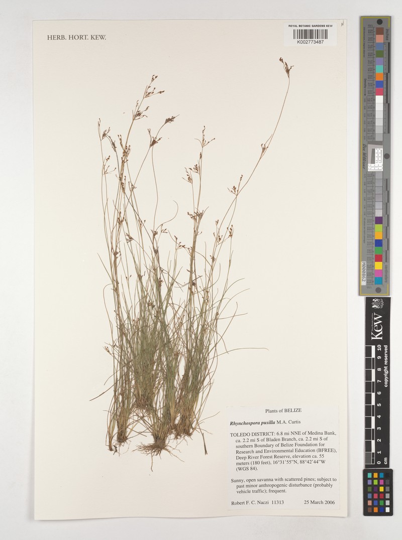 Rhynchospora intermixta photo 2