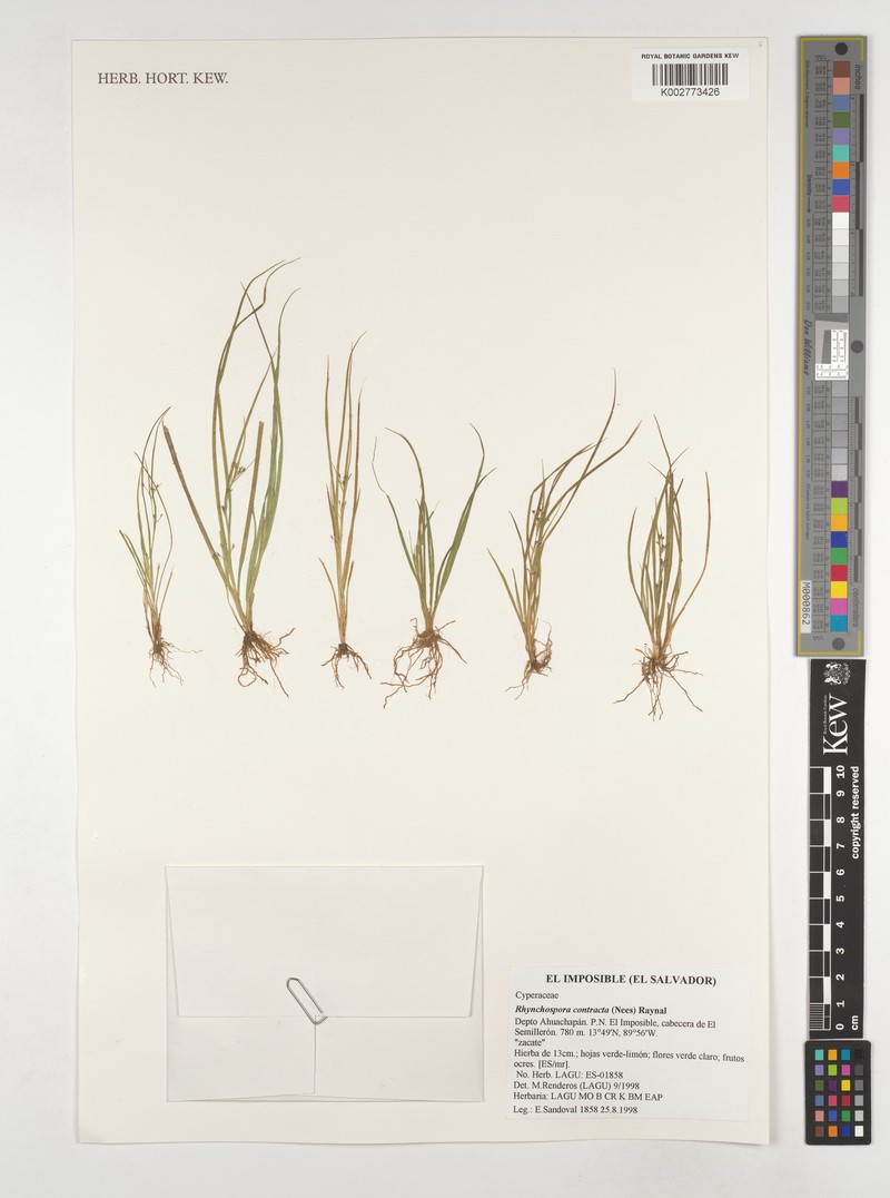 Rhynchospora intermixta photo 3