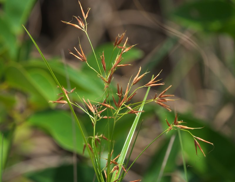 Narrowfruit Horned Beaksedge
