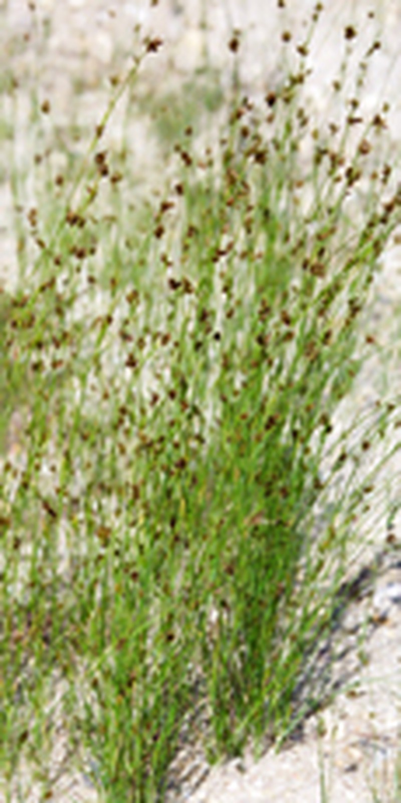 Knieskern's Beaksedge