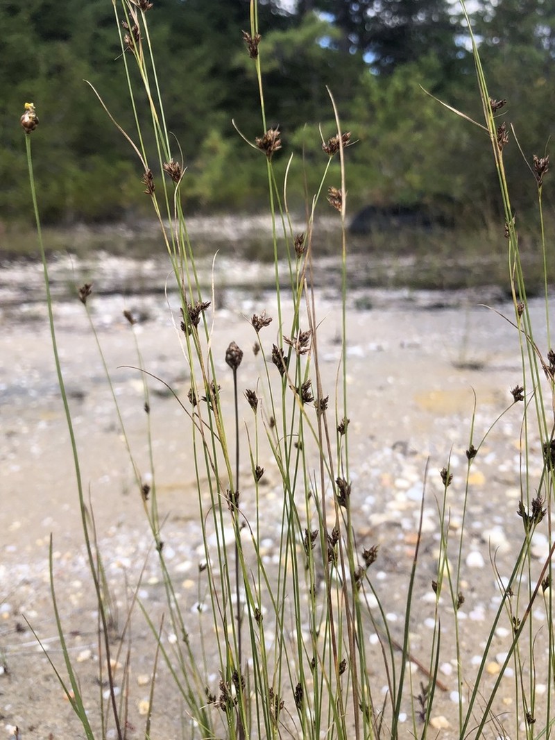 Knieskern's Beaksedge photo 2