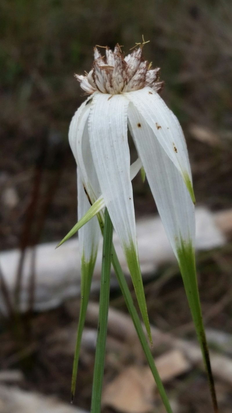 Sandswamp Whitetop