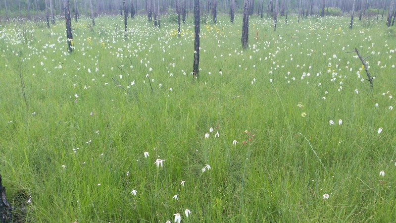 Sandswamp Whitetop photo 3