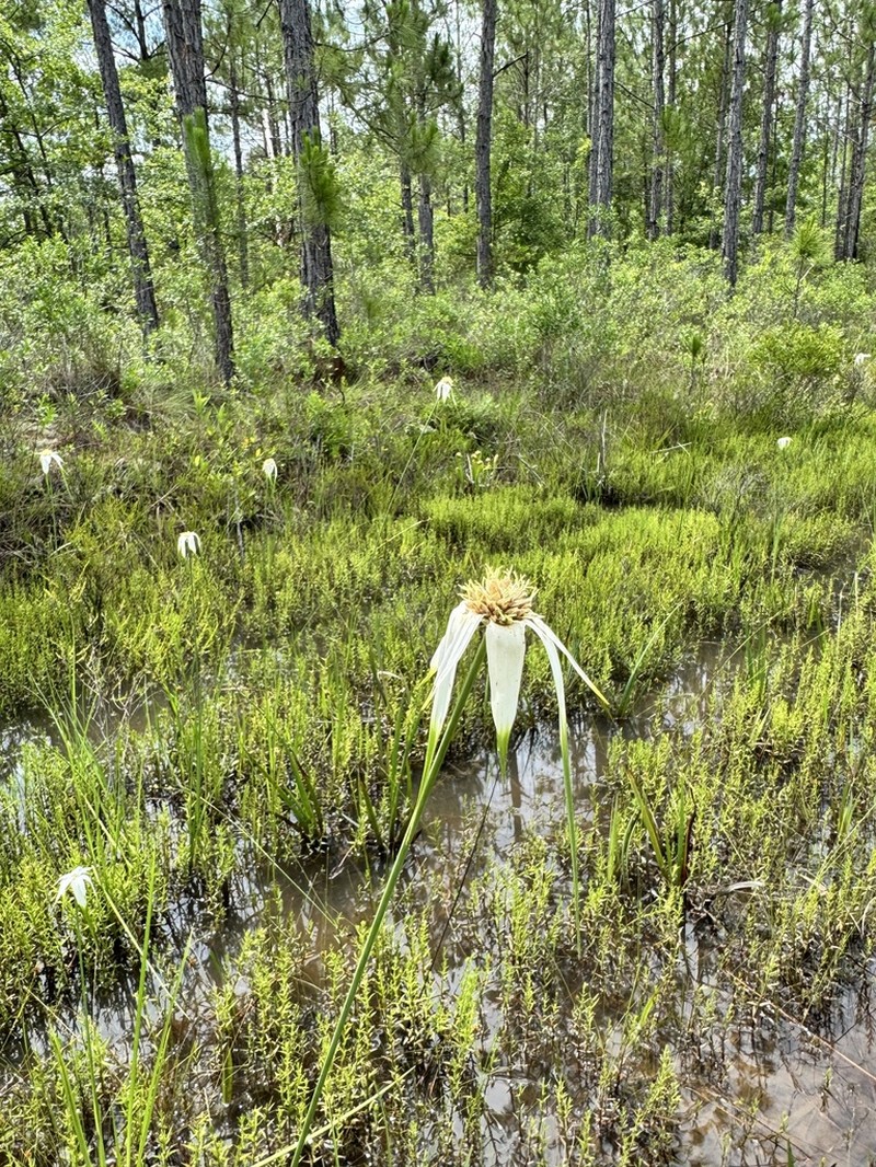 Sandswamp Whitetop photo 4