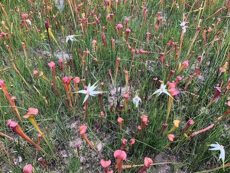 Sandswamp Whitetop photo 5
