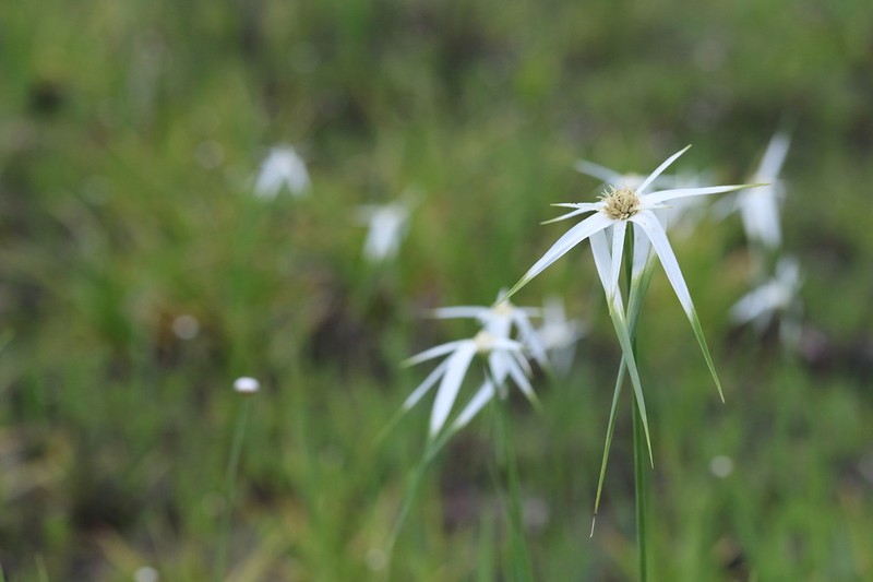 Sandswamp Whitetop photo 7