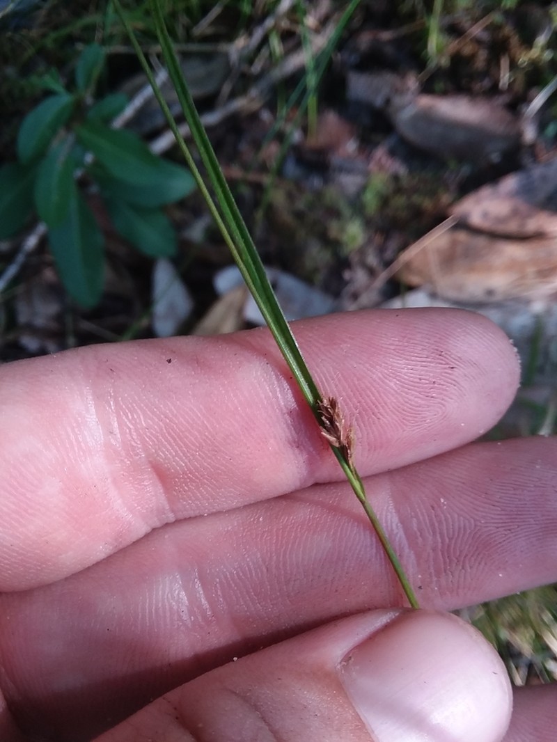 Slender-Fruit Beaksedge