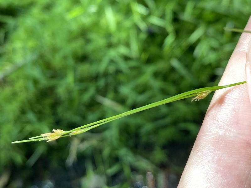 Slender-Fruit Beaksedge photo 6