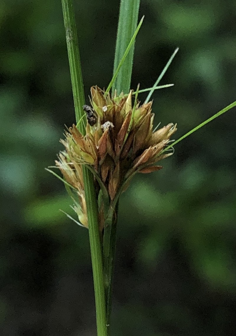 Slender-Fruit Beaksedge photo 8