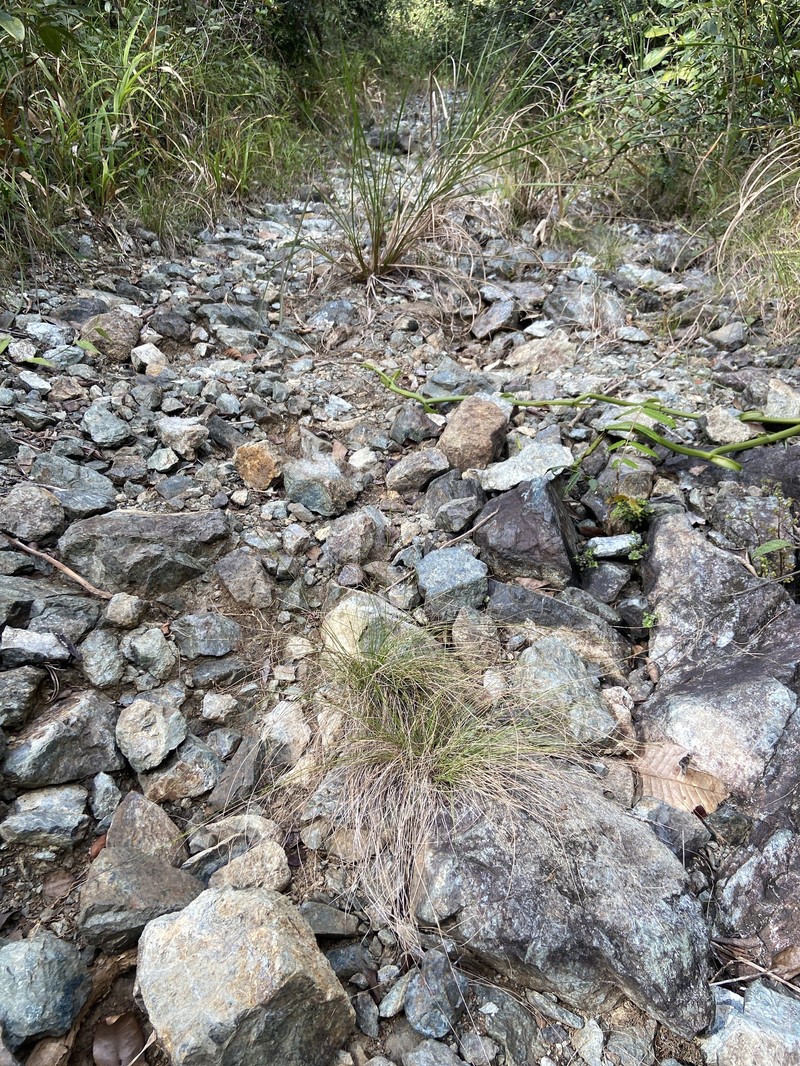 Bahama Beaksedge photo 5
