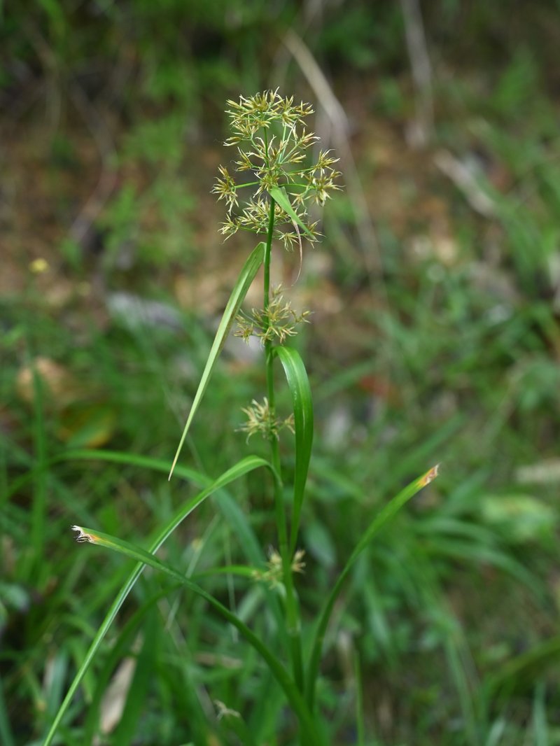 Rhynchospora longiflora