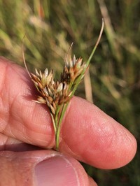 Large Beaksedge