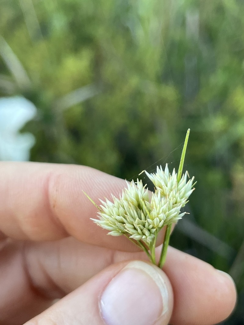 Large Beaksedge photo 4